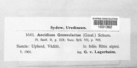 Puccinia caricina image